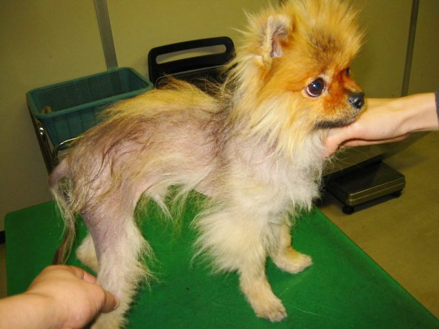 アロペシアx 脱毛症x まつき動物病院 犬と猫の内科の病院 千代田区岩本町